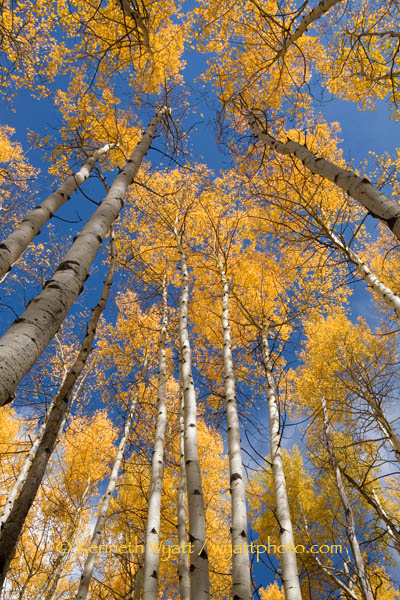 aspen, tree, forest, fall, fall color, gold, Colorado photo